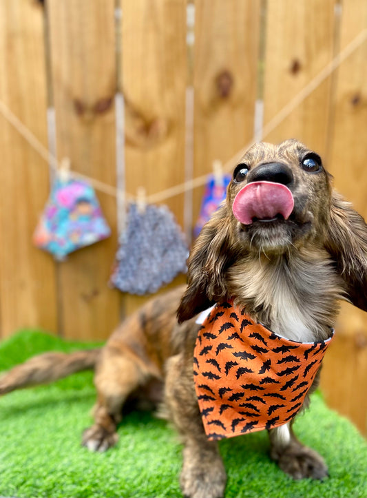 Halloween Reverse Dog Bandana