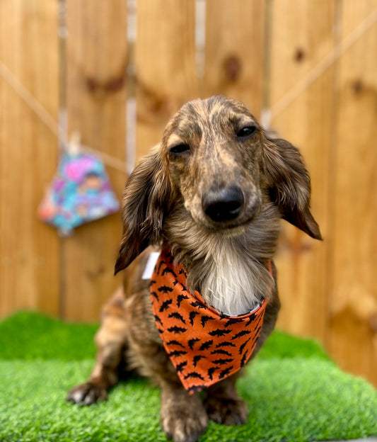 Halloween  Reverse Dog Bandana